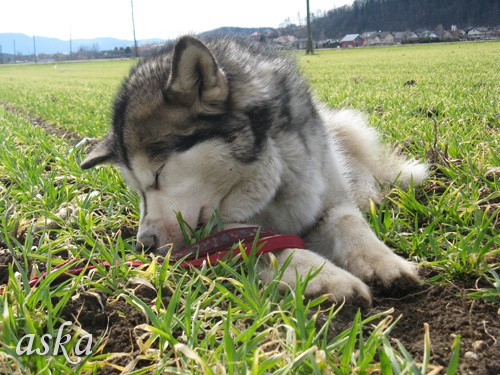 Mengeško polje - Aska, Alba in Lum - 7.3.2009 - foto povečava