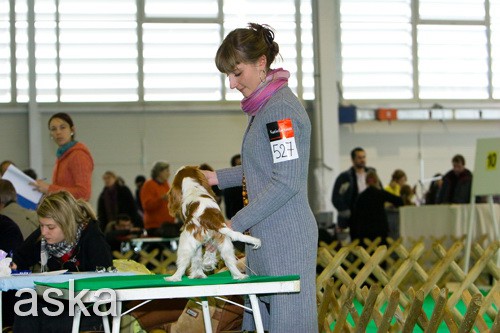 CAC Winter Winner, Celje - 22.2.2009 - r - foto povečava