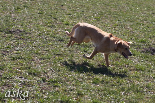 Tivoli - Aska, Bloomy in Loty - 22.3.2009 - foto povečava