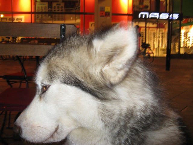 Tivoli,  Mostec, Rožnik - Aska, Luna - 7.4.20 - foto
