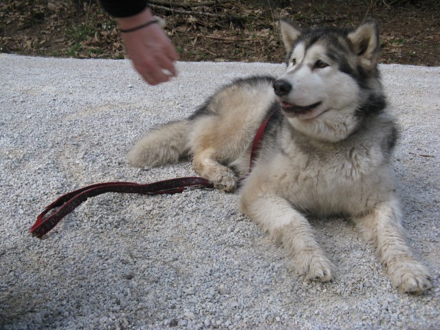 Tivoli,  Mostec, Rožnik - Aska, Luna - 7.4.20 - foto