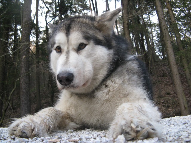 Tivoli,  Mostec, Rožnik - Aska, Luna - 7.4.20 - foto