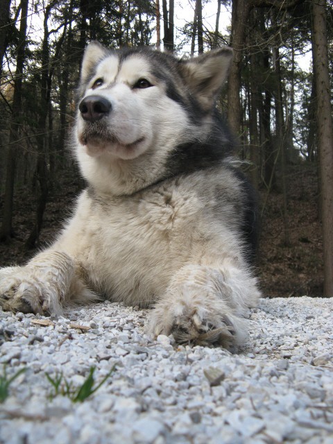 Tivoli,  Mostec, Rožnik - Aska, Luna - 7.4.20 - foto