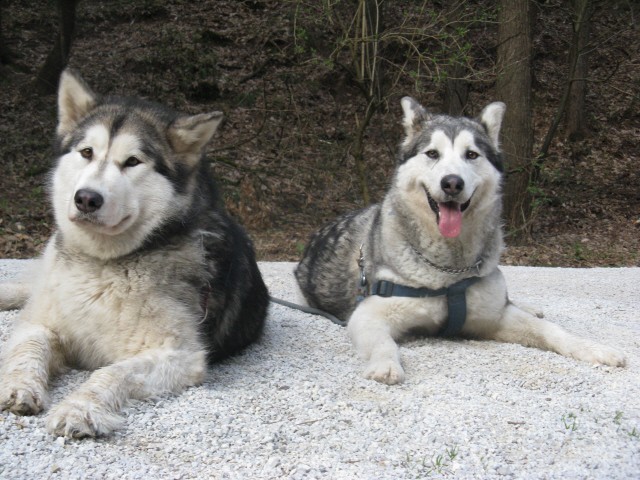 Tivoli,  Mostec, Rožnik - Aska, Luna - 7.4.20 - foto povečava