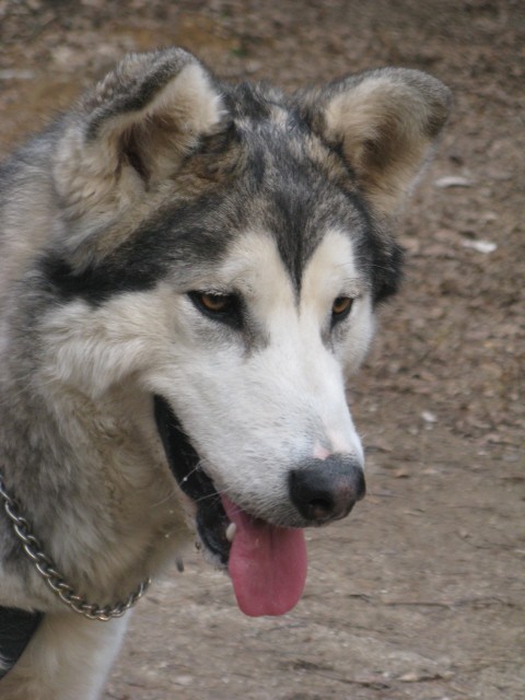 Tivoli,  Mostec, Rožnik - Aska, Luna - 7.4.20 - foto povečava