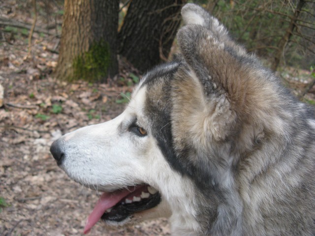 Tivoli,  Mostec, Rožnik - Aska, Luna - 7.4.20 - foto povečava