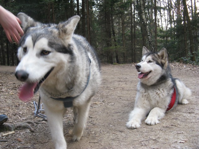 Tivoli,  Mostec, Rožnik - Aska, Luna - 7.4.20 - foto