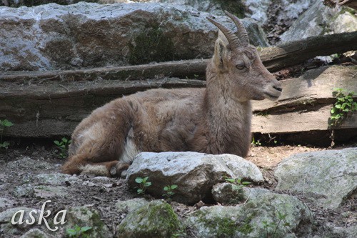 ZOO - Aska, Luna, Aja in Lun - 13.4.2009 - foto povečava