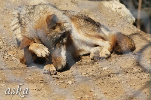 ZOO - Aska, Luna, Aja in Lun - 13.4.2009 - foto povečava