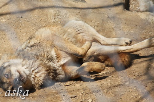 ZOO - Aska, Luna, Aja in Lun - 13.4.2009 - foto povečava