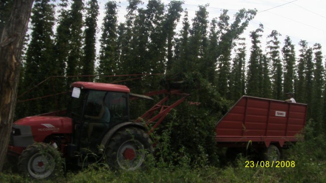 Obiranje hmelja - foto povečava