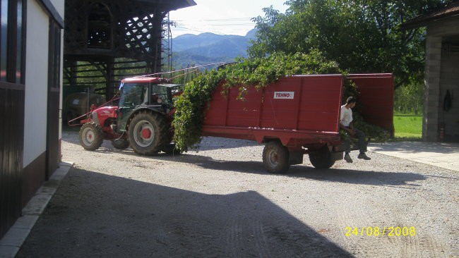 Obiranje hmelja - foto povečava