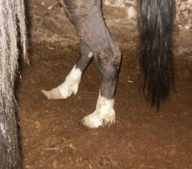 Neglected hooves