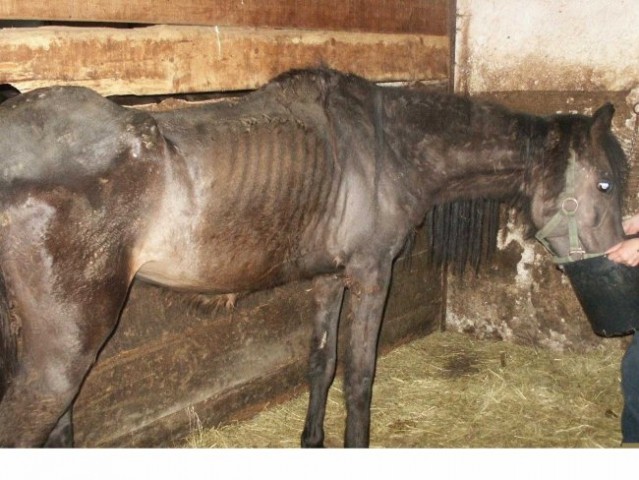Neglected standardbred horses