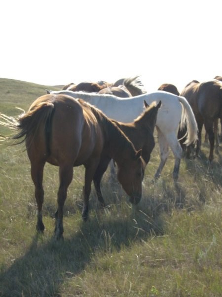 Dakota 2006 - foto povečava