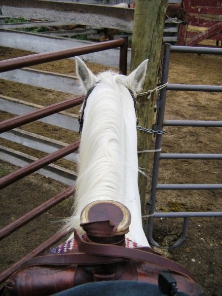 View from saddle