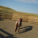 Getting the horseys ready