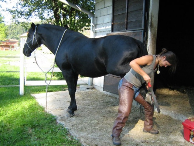 Trimming left hind (what a pose ;-)  )