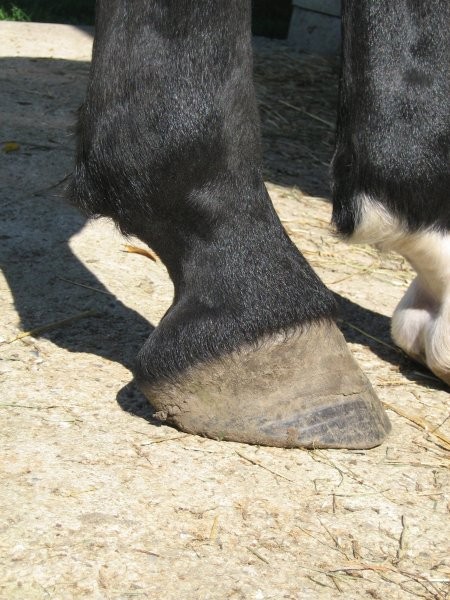 Right hind pre-trimming side