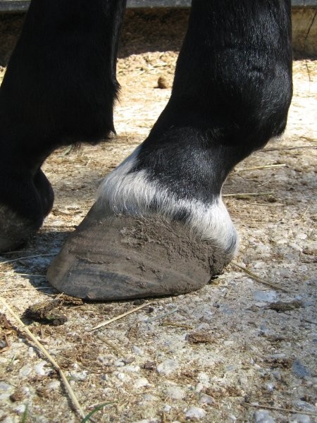 Left hind pre-trim side