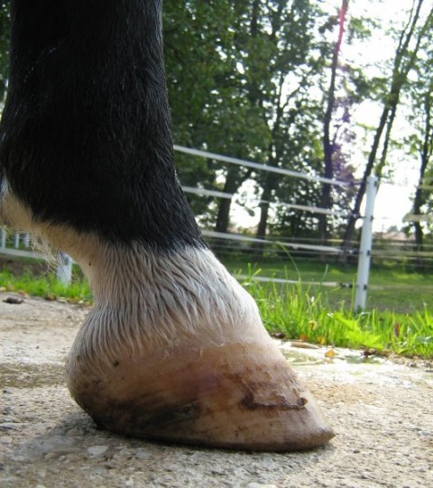 Left hind, inner side, 1wk after trim (note the bruise, always present, the horizontal cra