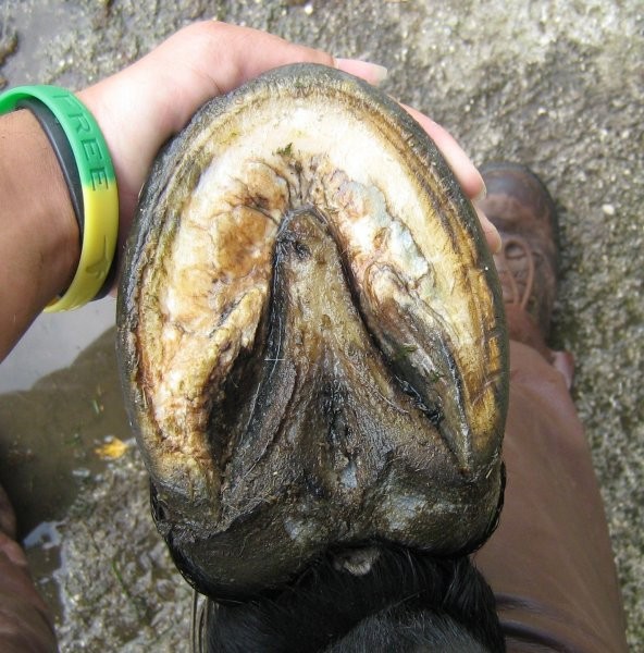 Right hind sole 1wk after trim