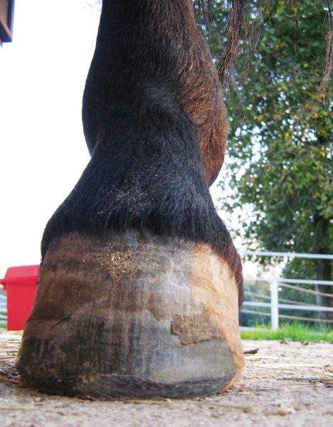 Right hind after trim Oct. 11 '06