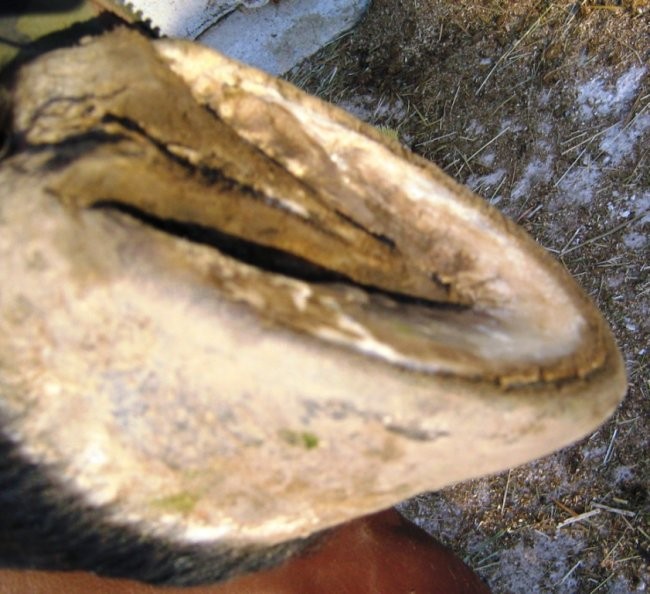 Right hind before trim 
