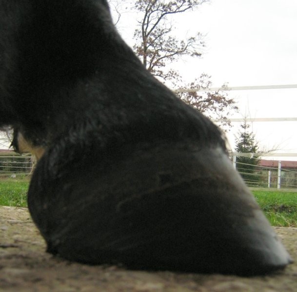 Right hind before trim 