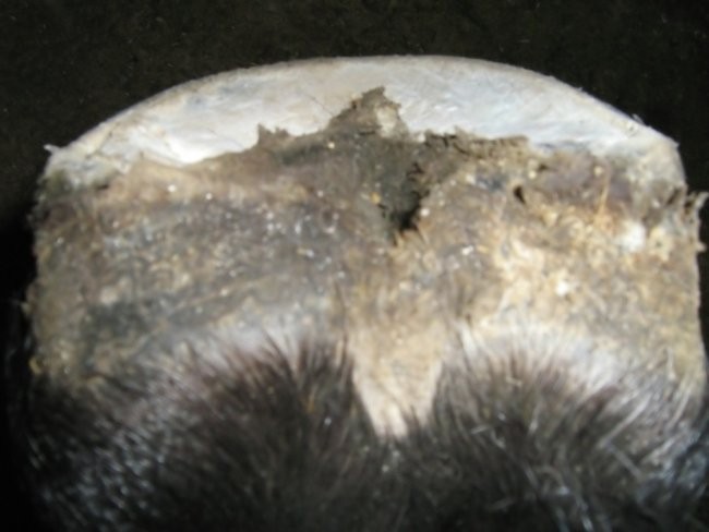 Right hind after trim 