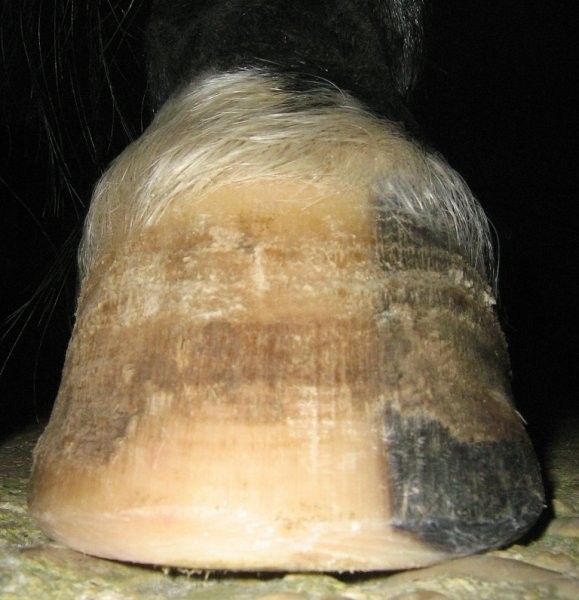 Left hind after trim Nov29