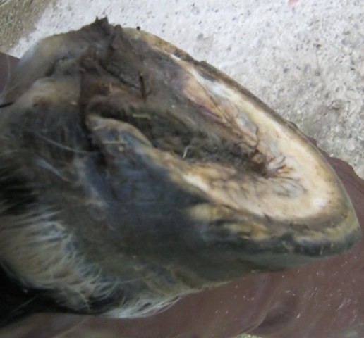 Left hind before trim