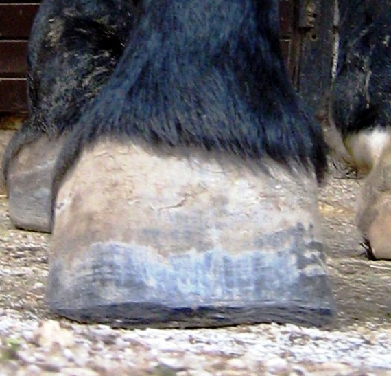 Vran Trim - foto povečava