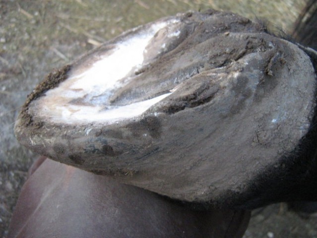 Hind right before trim Dec 22nd. One can clearly see the hole at the heel area