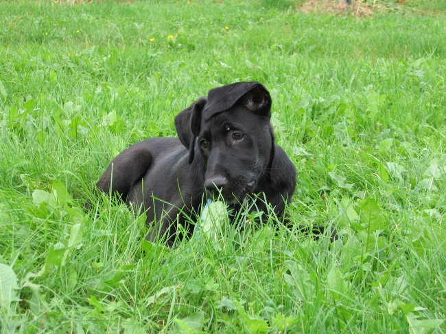 Thor - foto povečava