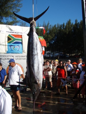 Zmagovalna riba, blue marlin 208,6kg