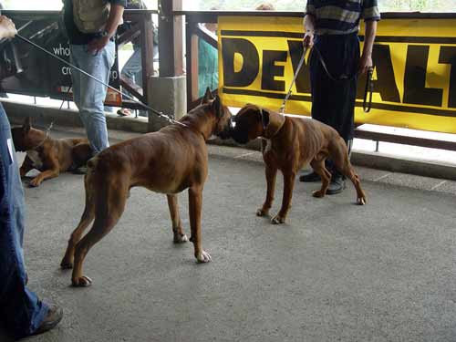 Fireball M. Pelee St. Alimpije Stolpnik in Ciklon Champion