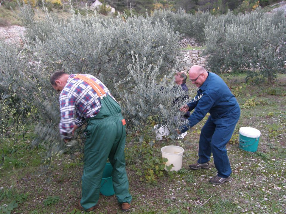 Bogomolje Hvar november 2010 - foto povečava