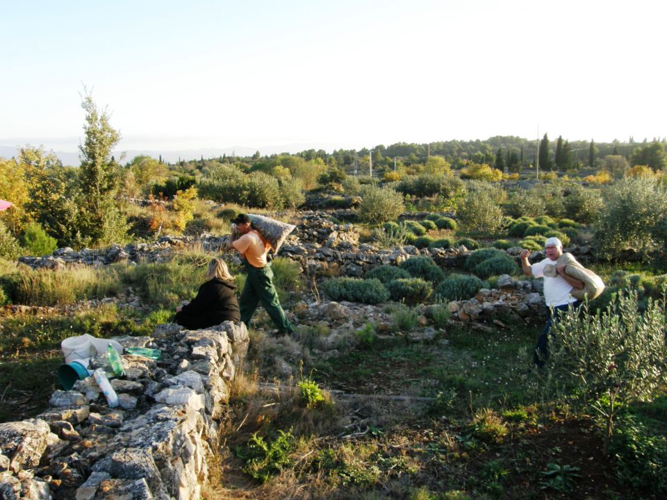 Bogomolje Hvar november 2010 - foto povečava