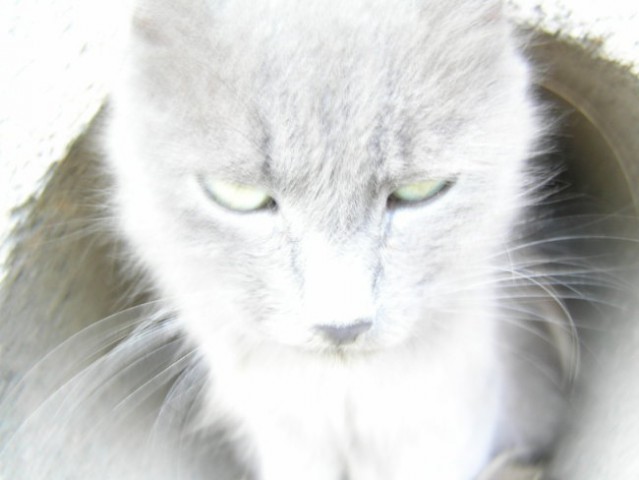 Mucike - foto