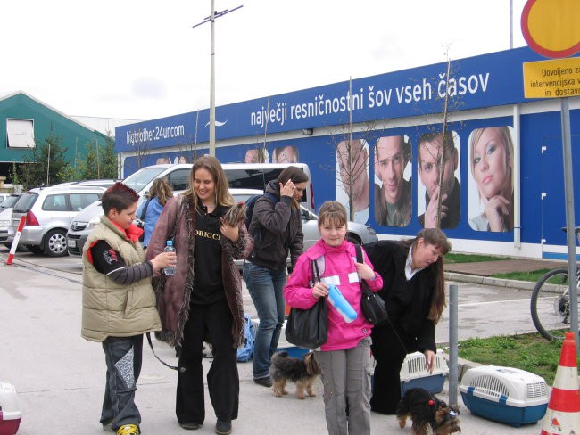 Yorkice na druzinskem dvoboju - foto povečava