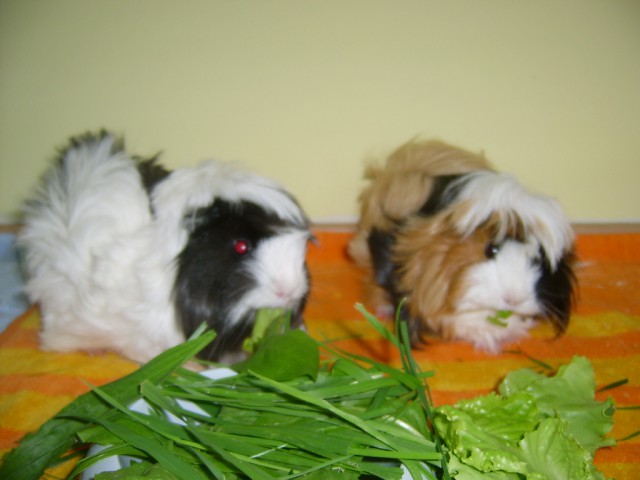 Suzi  - foto