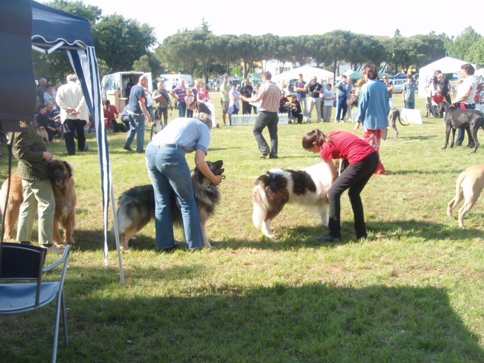 CACIB UMAG 23.5. 2010 - foto povečava