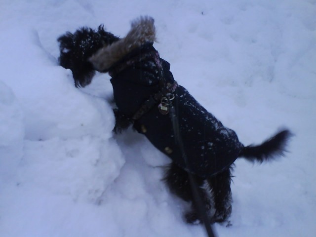 Pocotov prvi sneg - foto