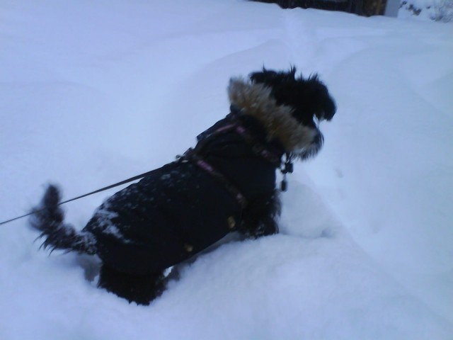 Pocotov prvi sneg - foto