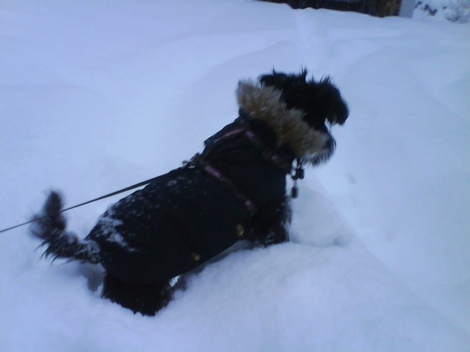 Pocotov prvi sneg - foto povečava