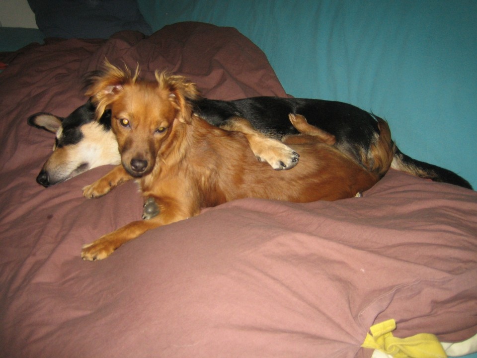 Božič 2008 - foto povečava
