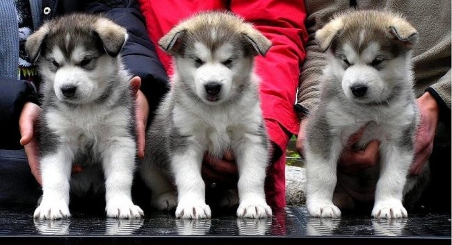 Puncke (starost 5 tednov:
SIKARI THE LITTLE ONE, SIMBA SNOW QUEEN, SHEENA THE BRAVE.
(od
