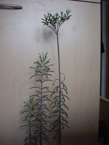 1. Kalanhoja tubiflora zarodnik; mlade rastlinice
