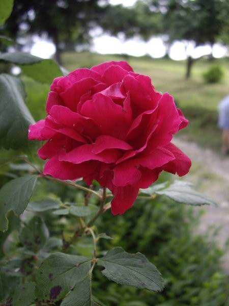2. vrtnica vzpenjavka, stara okrog 30 let; vejice